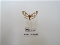 藏品(斑腹鹿蛾)的圖片